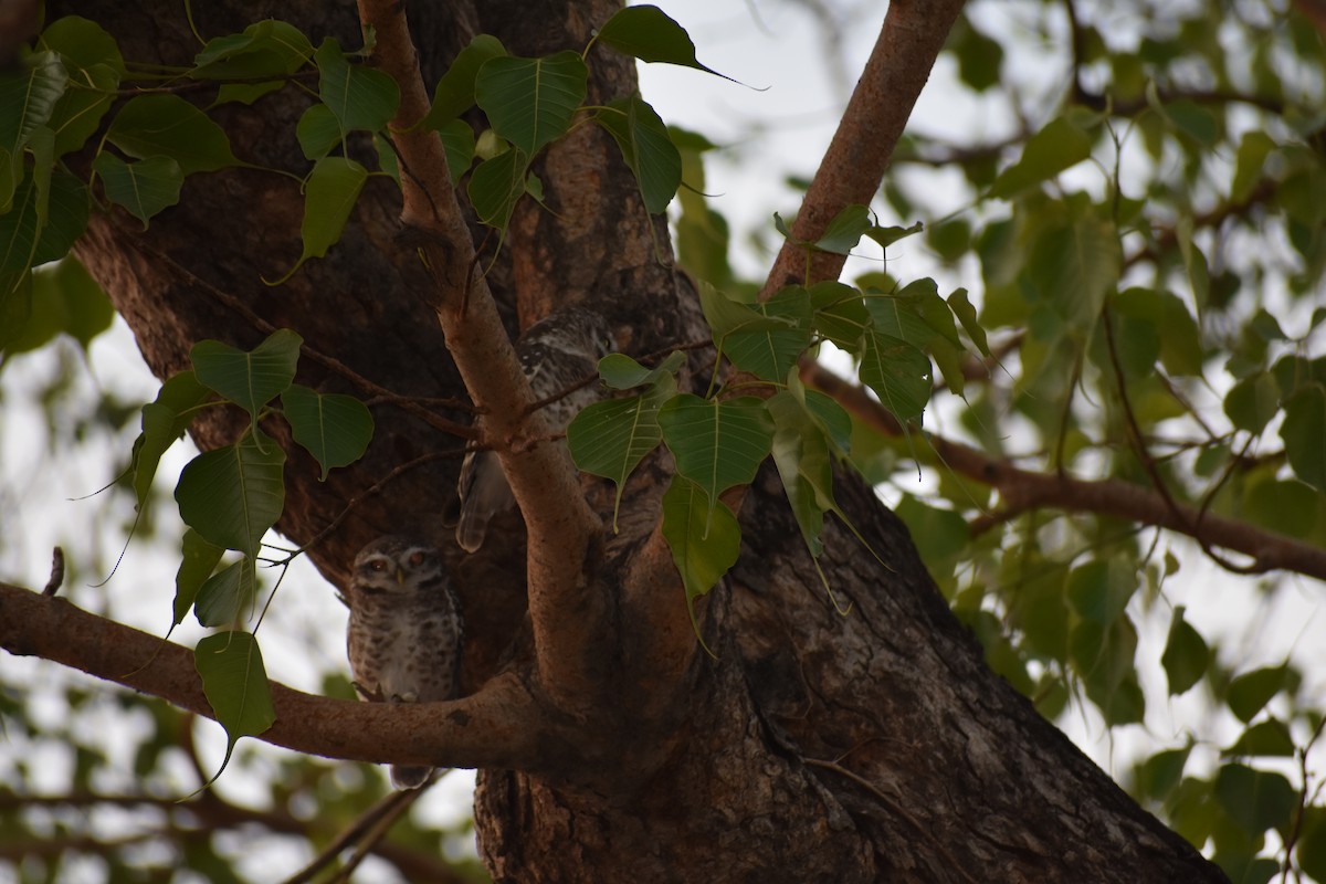 Spotted Owlet - ML637497231