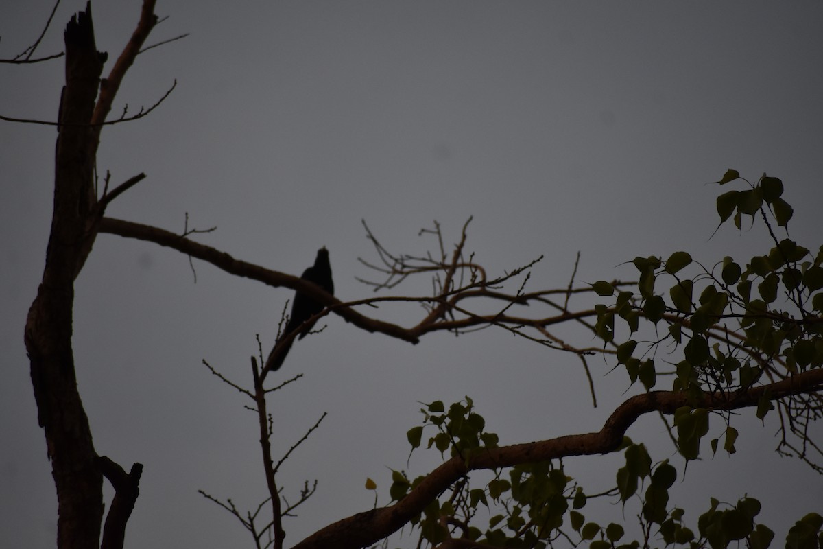 Asian Koel - ML637497237