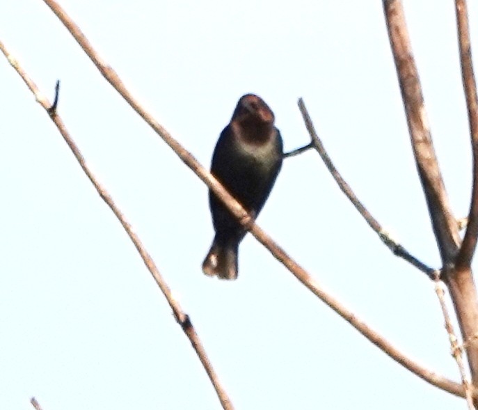 Brown-headed Cowbird - ML637497238