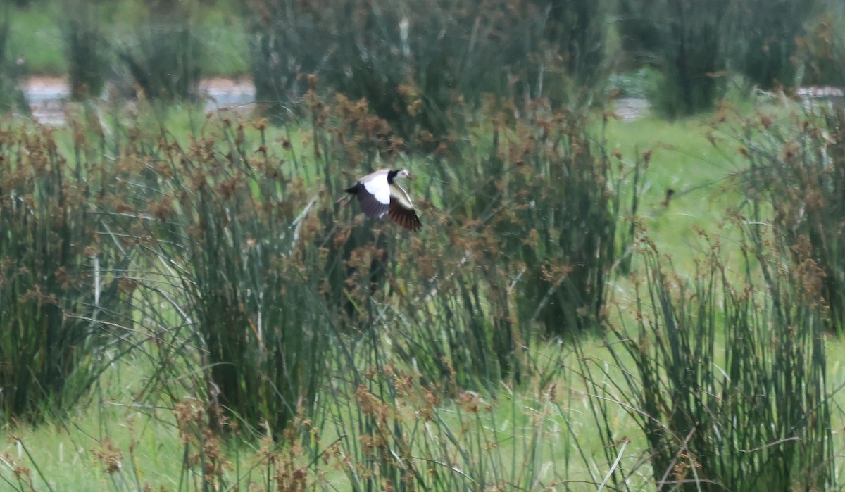 Long-toed Lapwing - ML637497239