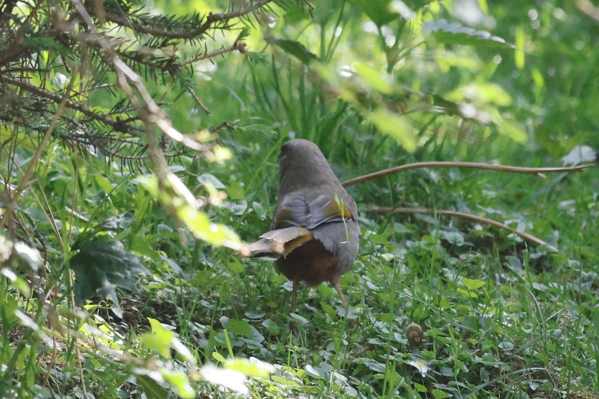 Elliot's Laughingthrush - ML637497241