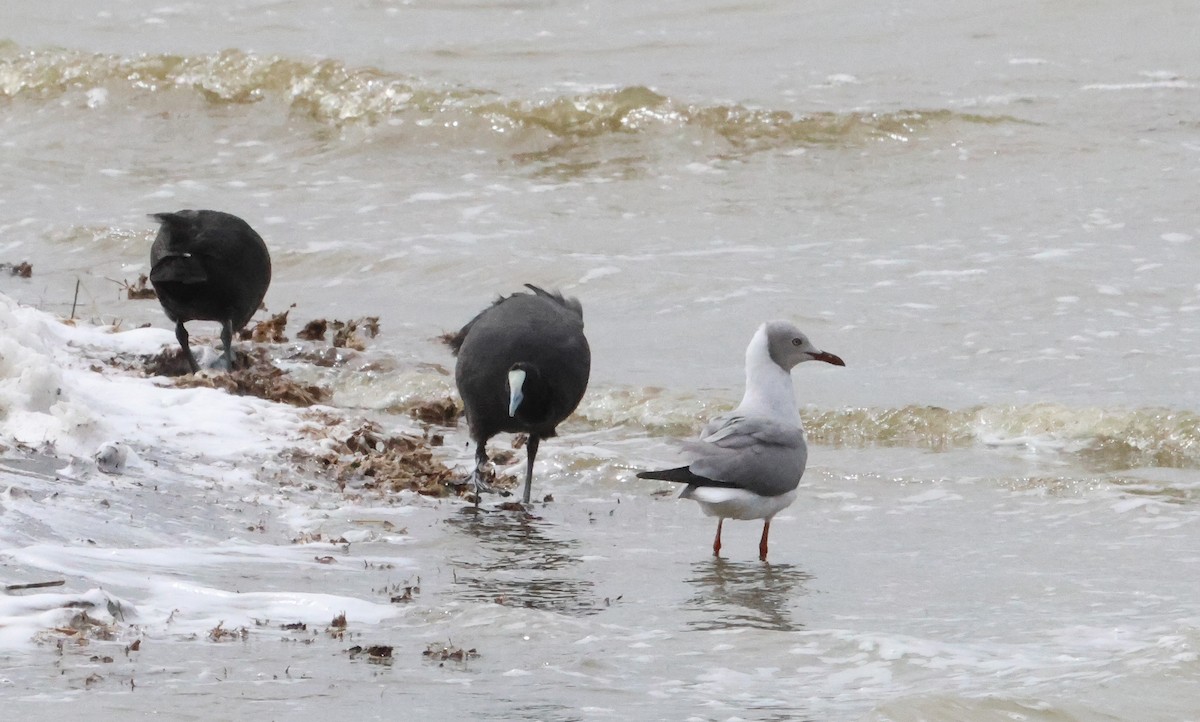 Gray-hooded Gull - ML637497242
