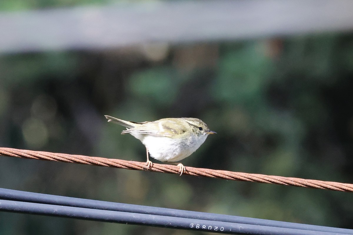 Gansu Leaf Warbler - ML637497243