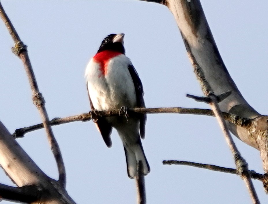Rose-breasted Grosbeak - ML637497244