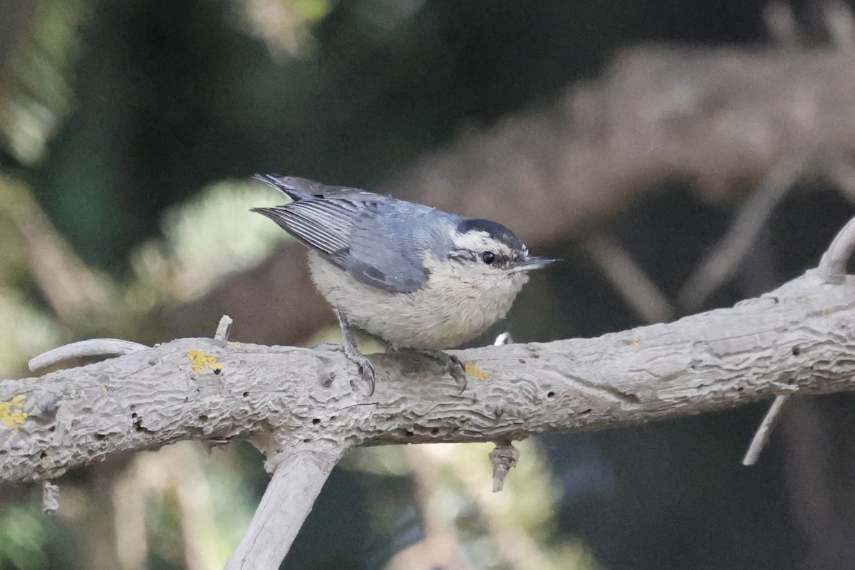 Snowy-browed Nuthatch - ML637497245