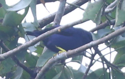 Purple Honeycreeper - ML637497247