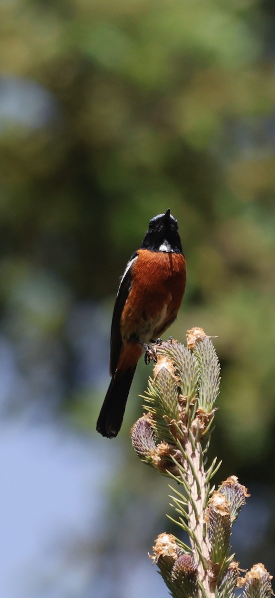 White-throated Redstart - ML637497249