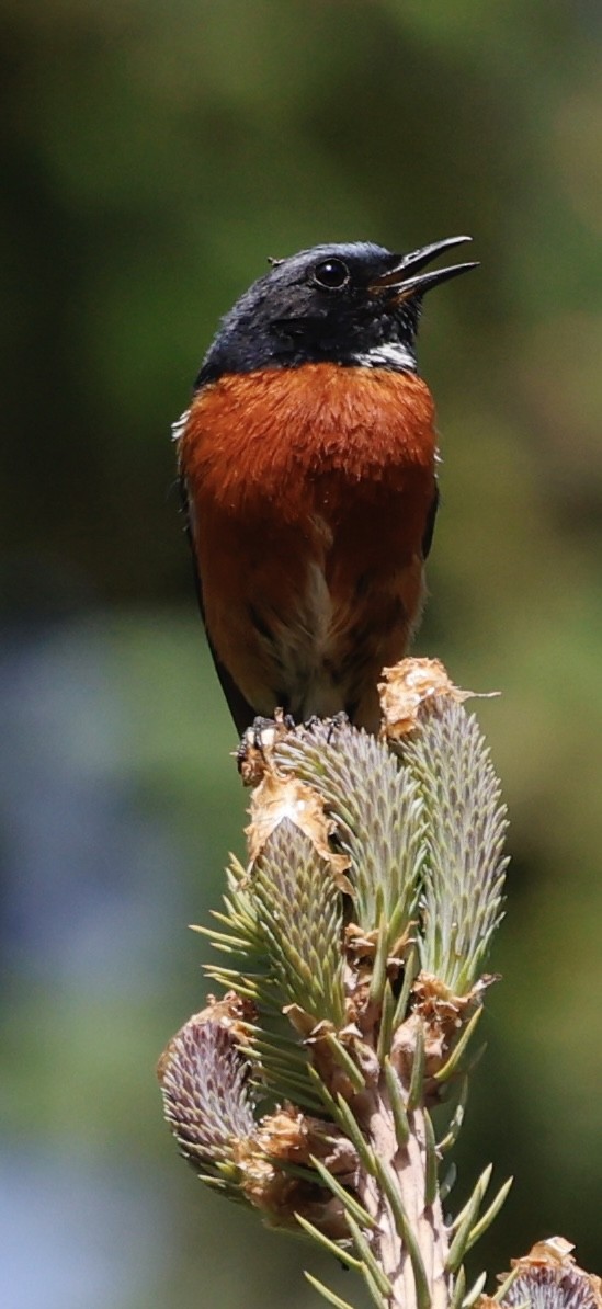 White-throated Redstart - ML637497250