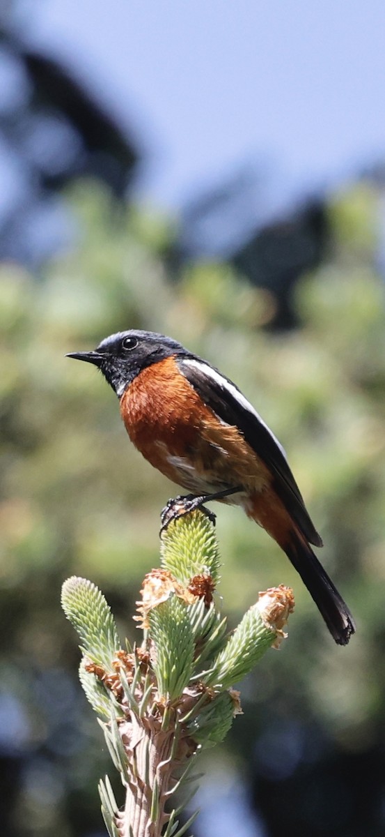 White-throated Redstart - ML637497251