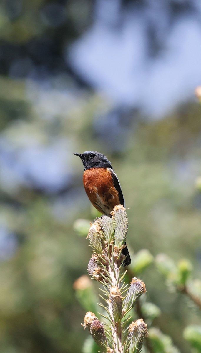 White-throated Redstart - ML637497252