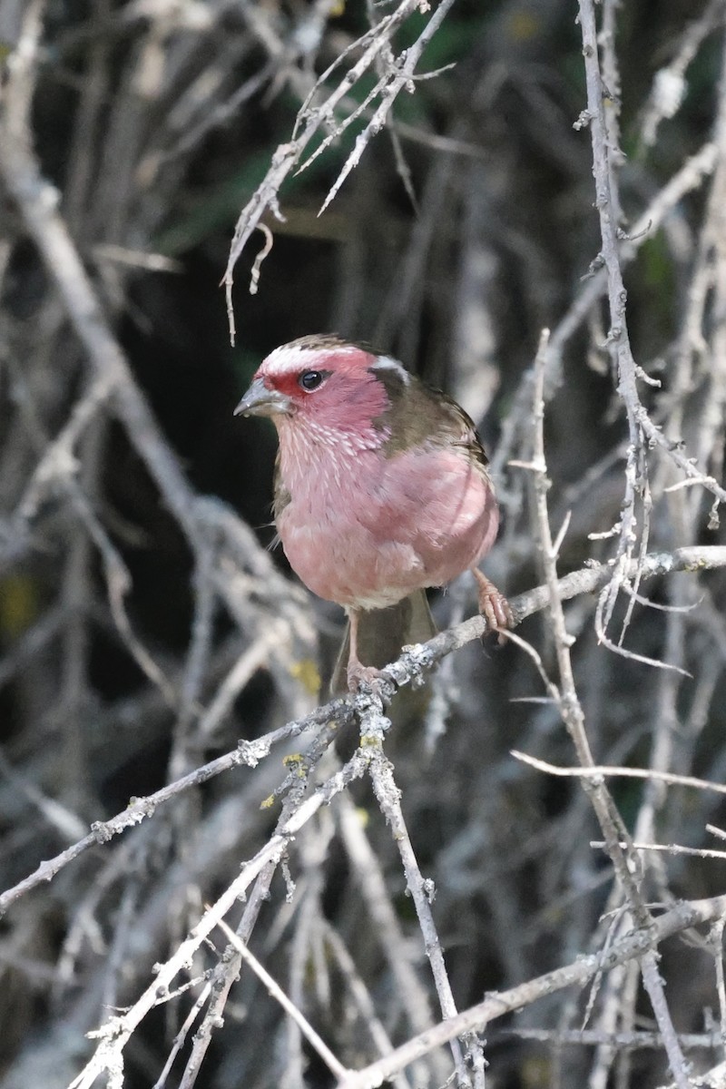 Chinese White-browed Rosefinch - ML637497255