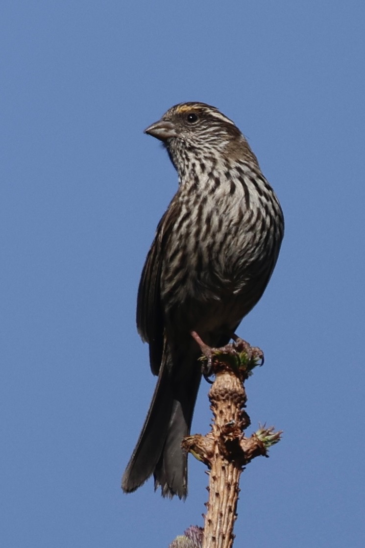 Chinese White-browed Rosefinch - ML637497256