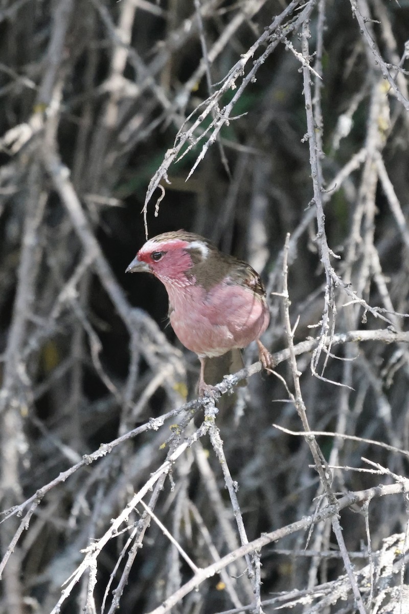 Chinese White-browed Rosefinch - ML637497257