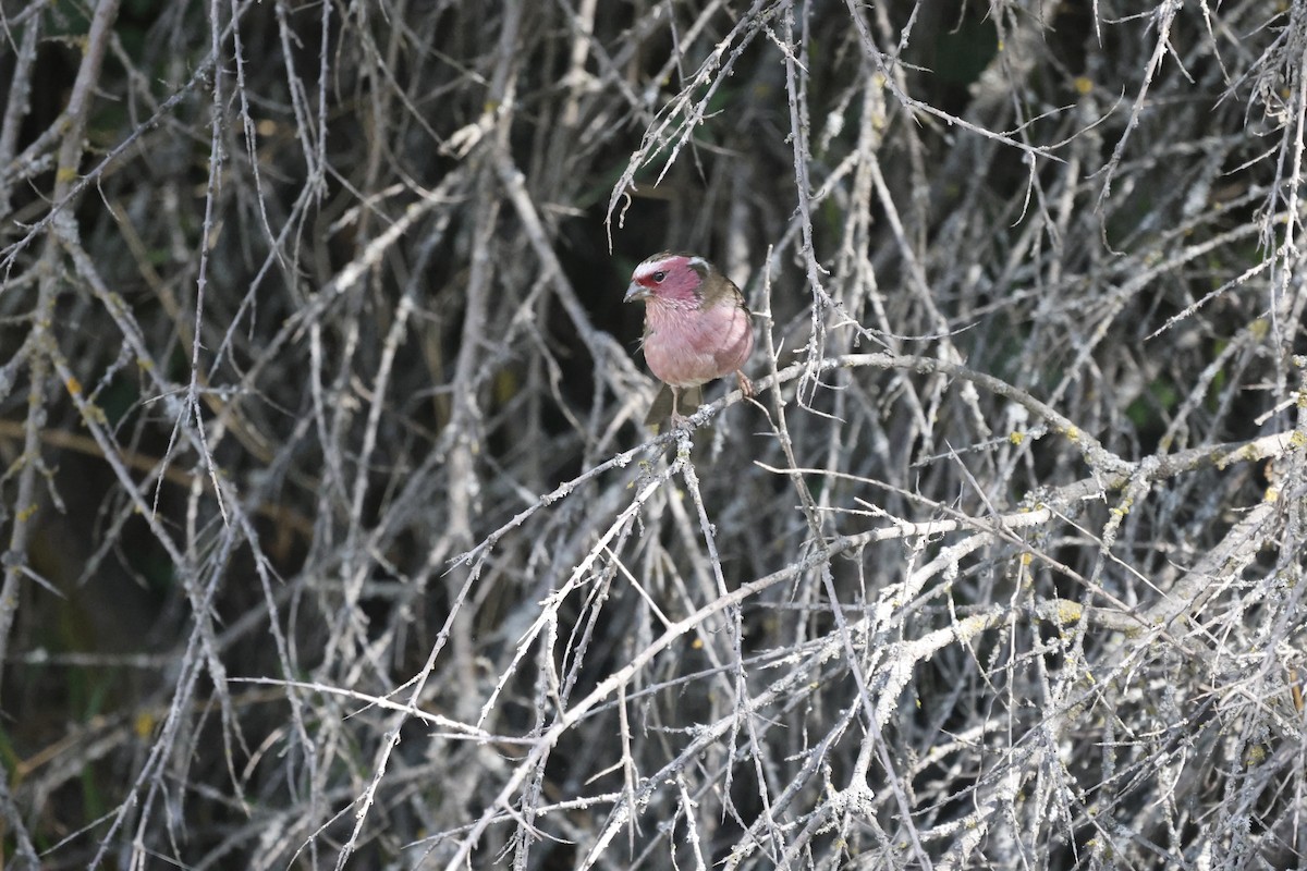 Chinese White-browed Rosefinch - ML637497258