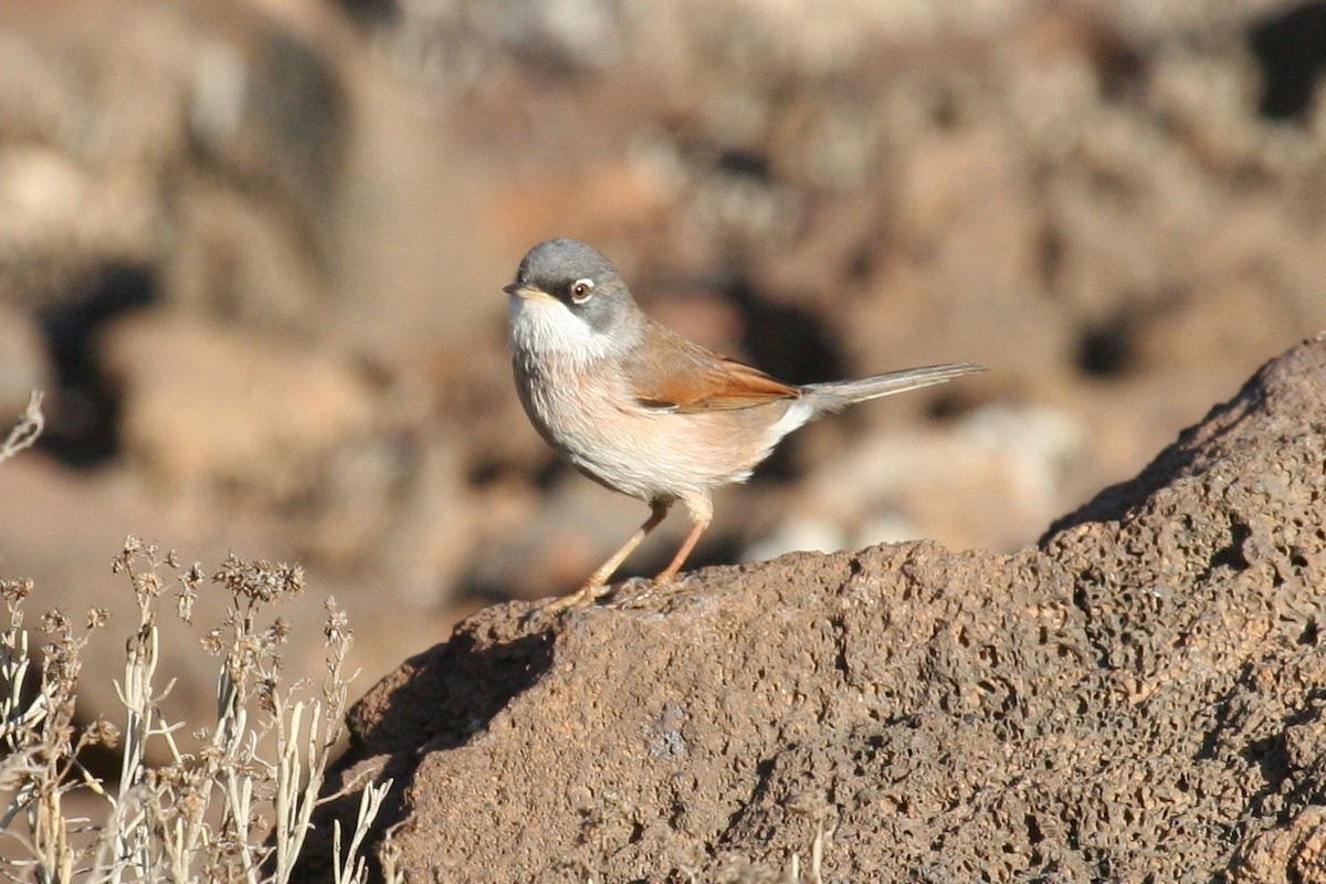 Spectacled Warbler - ML637497259