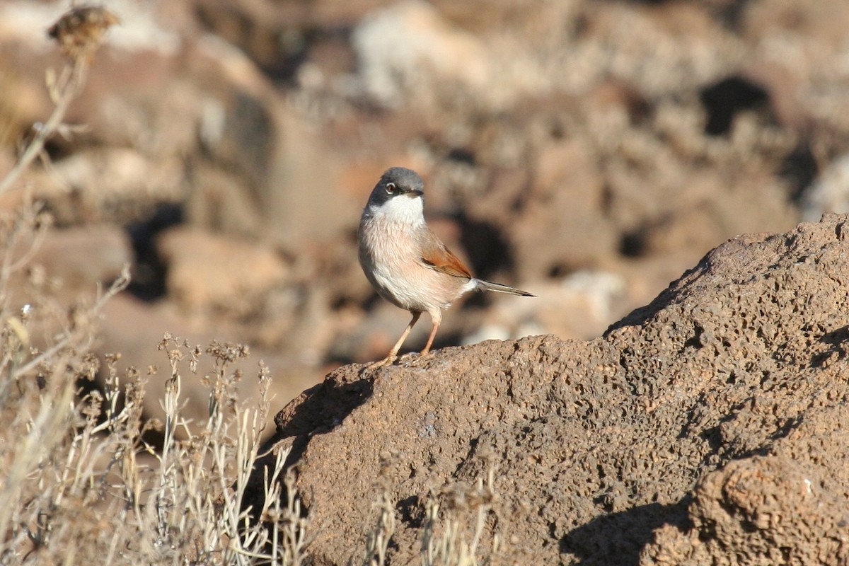 Spectacled Warbler - ML637497260