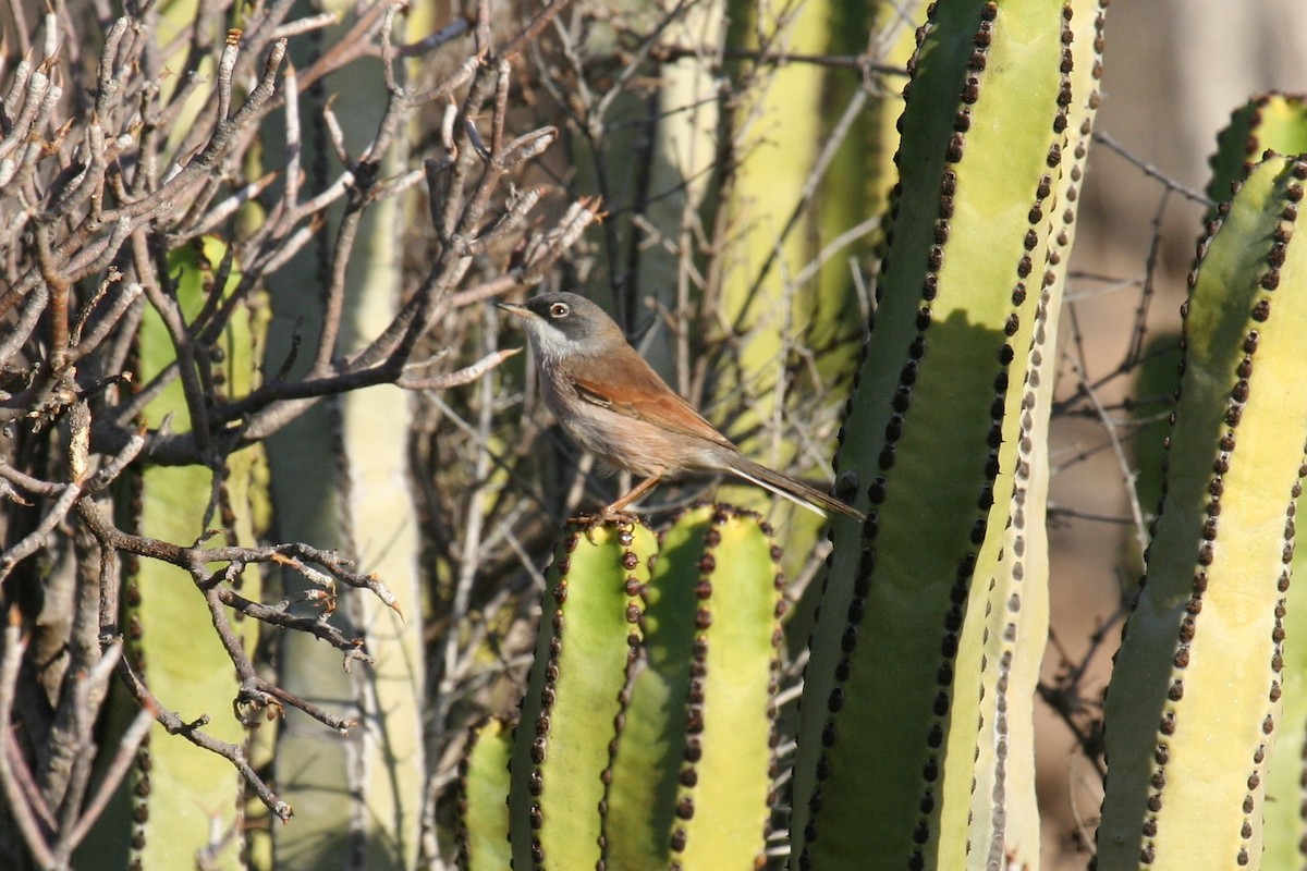 Spectacled Warbler - ML637497261