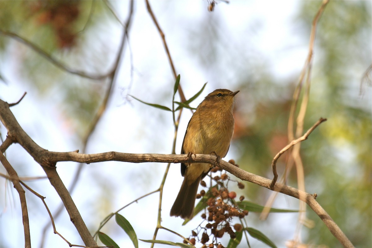 Canary Islands Chiffchaff - ML637497263