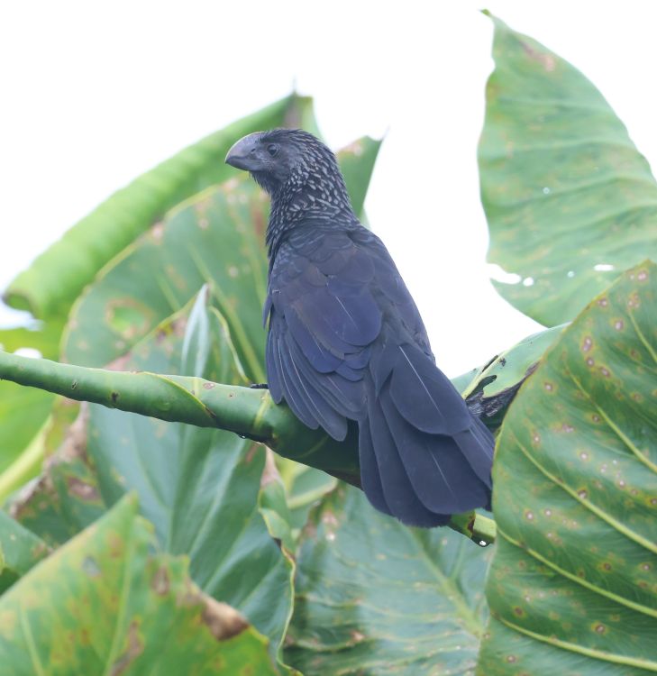 Smooth-billed Ani - ML637497264