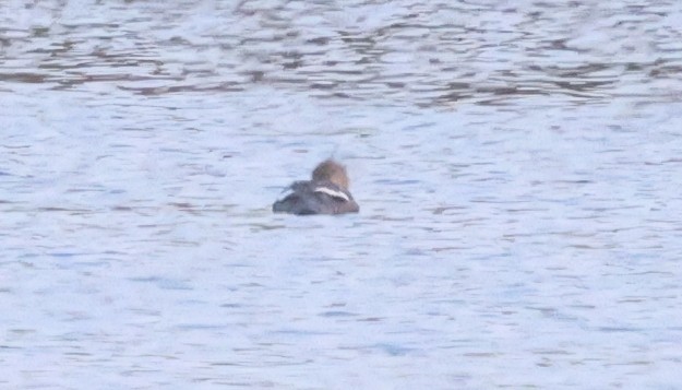 Red-breasted Merganser - ML637497265
