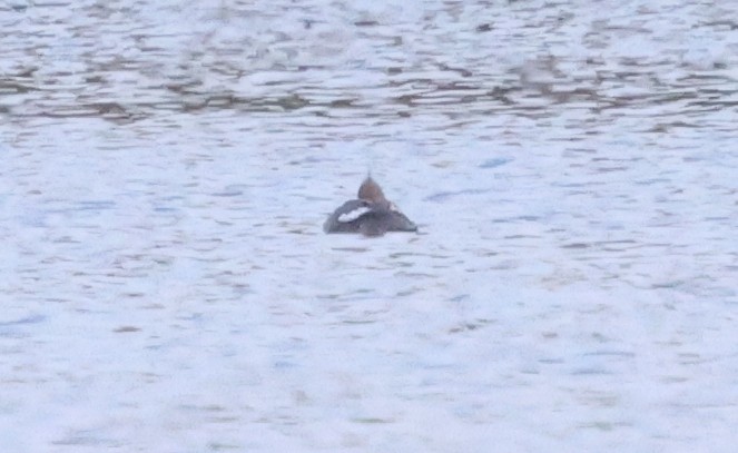 Red-breasted Merganser - ML637497266