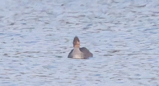 Red-breasted Merganser - ML637497267