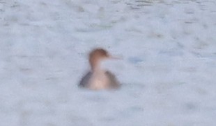Red-breasted Merganser - ML637497269