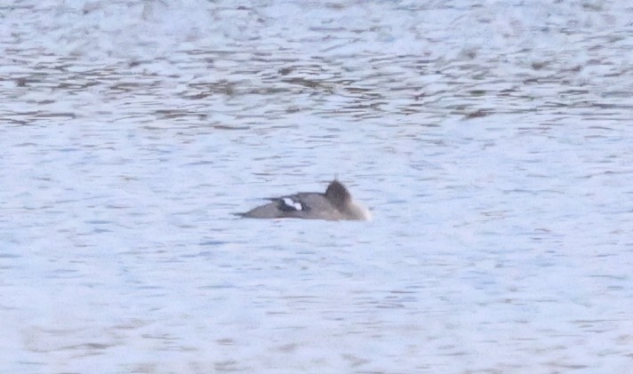 Red-breasted Merganser - ML637497270