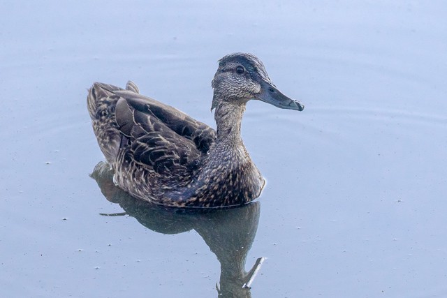 American Black Duck - ML637497298