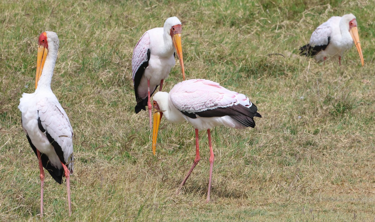 Yellow-billed Stork - ML637497303