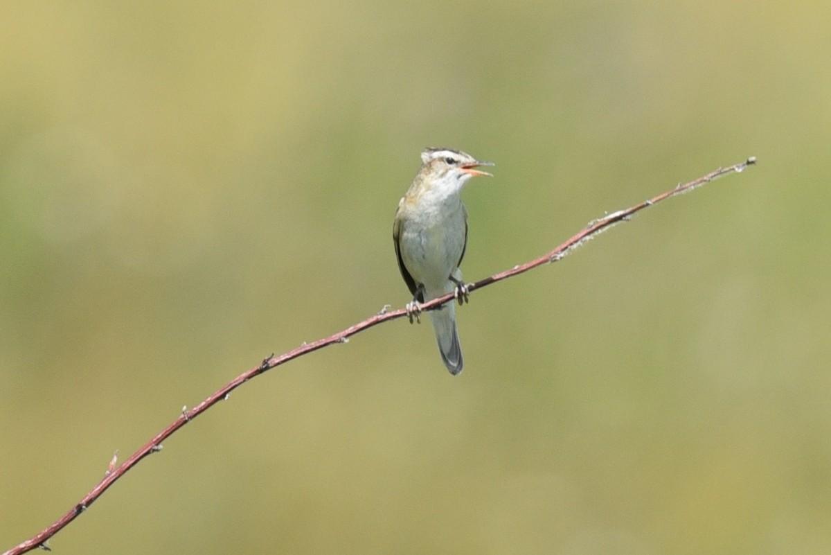 Sedge Warbler - ML637497326