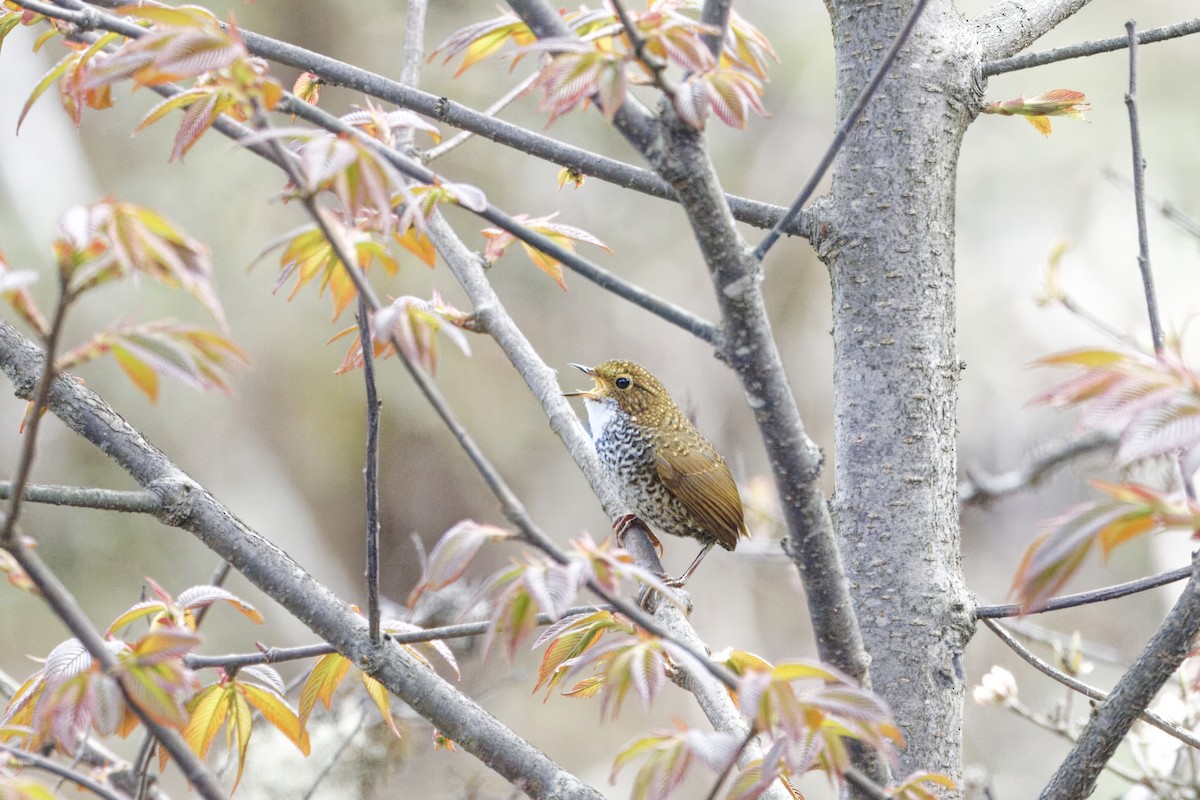 Scaly-breasted Cupwing (Himalayan) - ML637497338