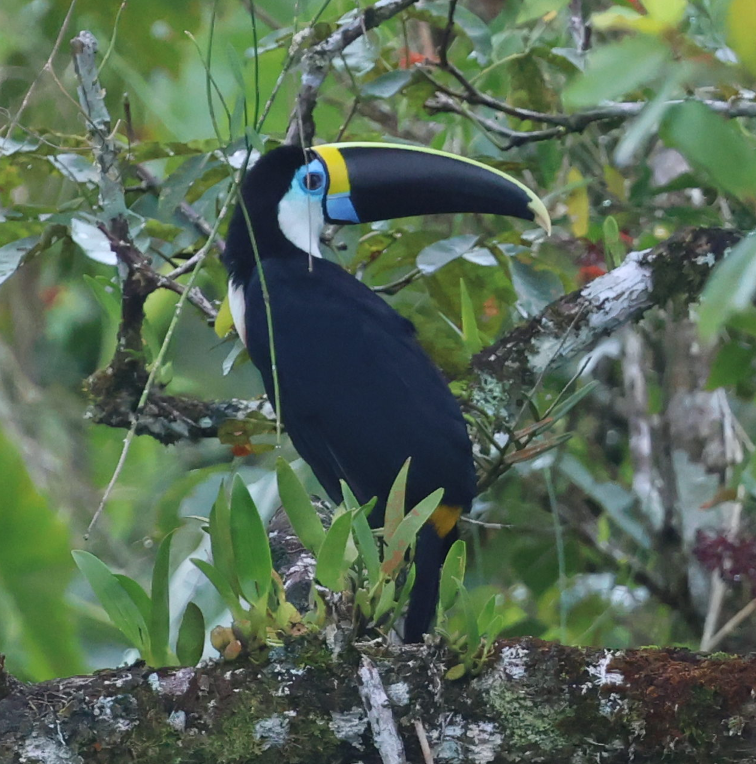 Channel-billed Toucan (Yellow-ridged) - ML637497342