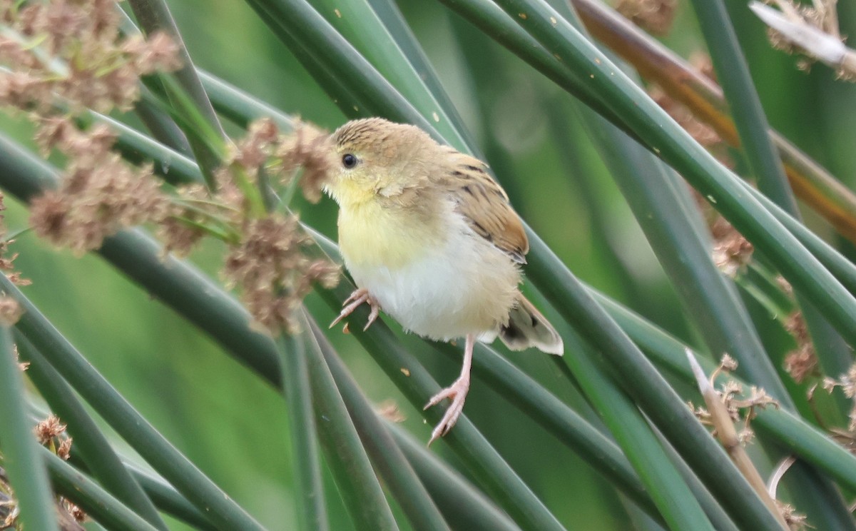 Winding Cisticola - ML637497344
