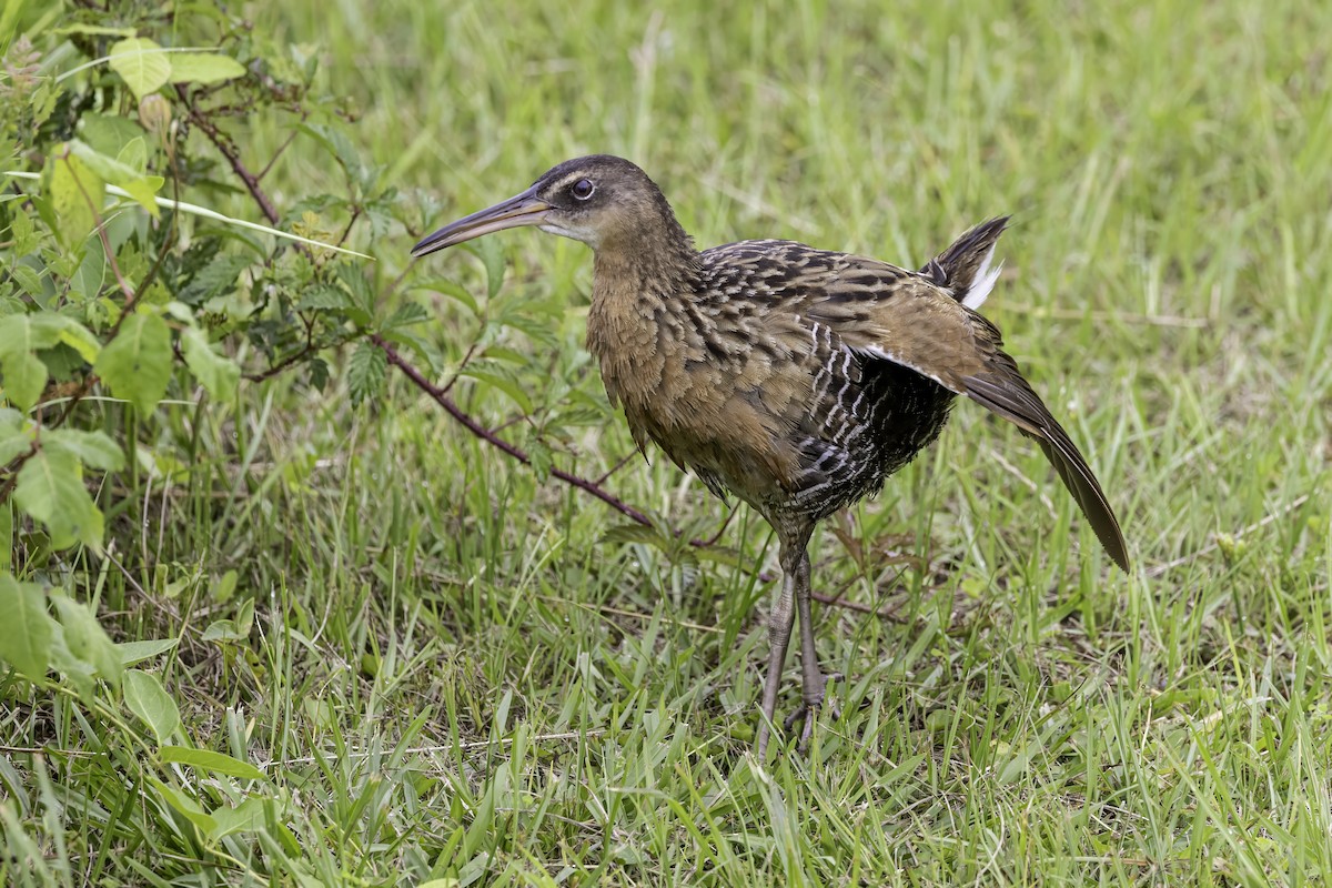 King Rail - ML637497346