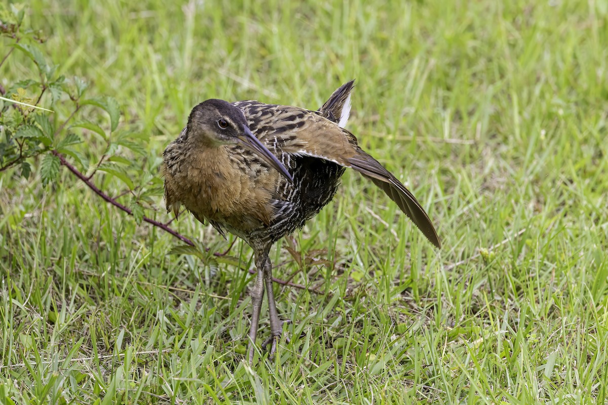 King Rail - ML637497347