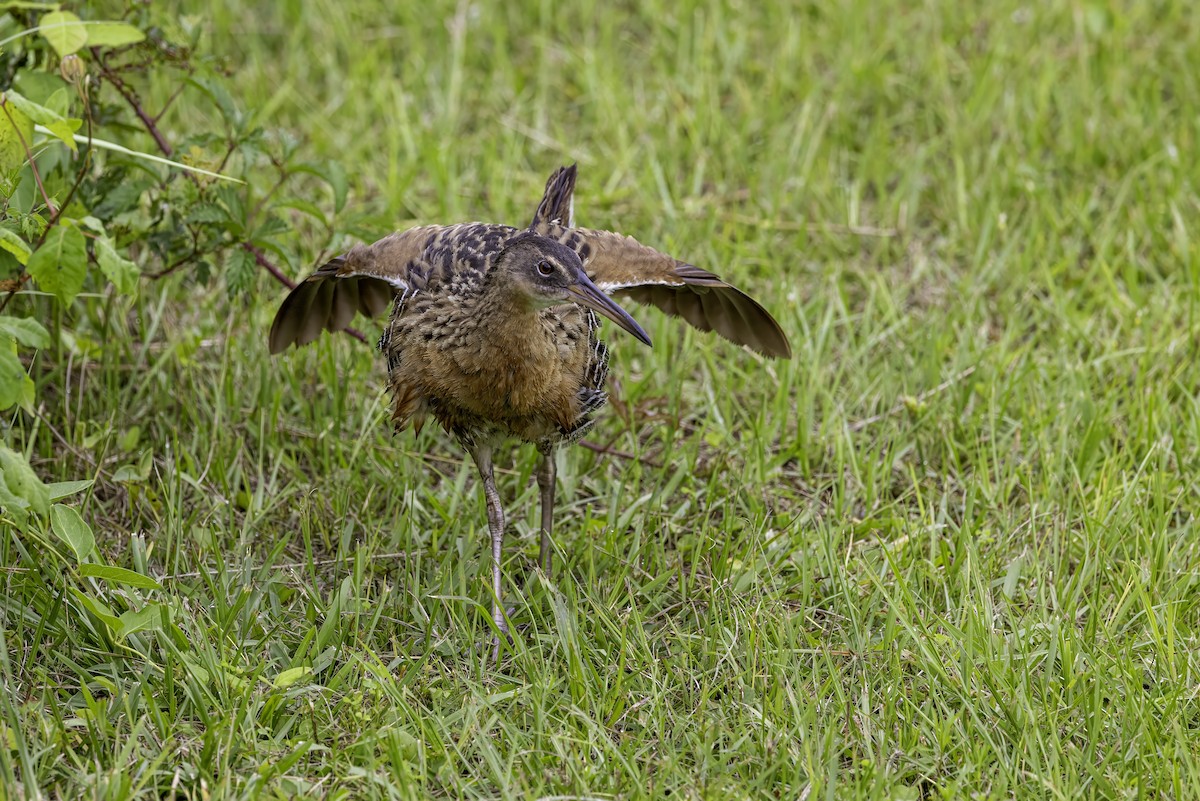 King Rail - ML637497348