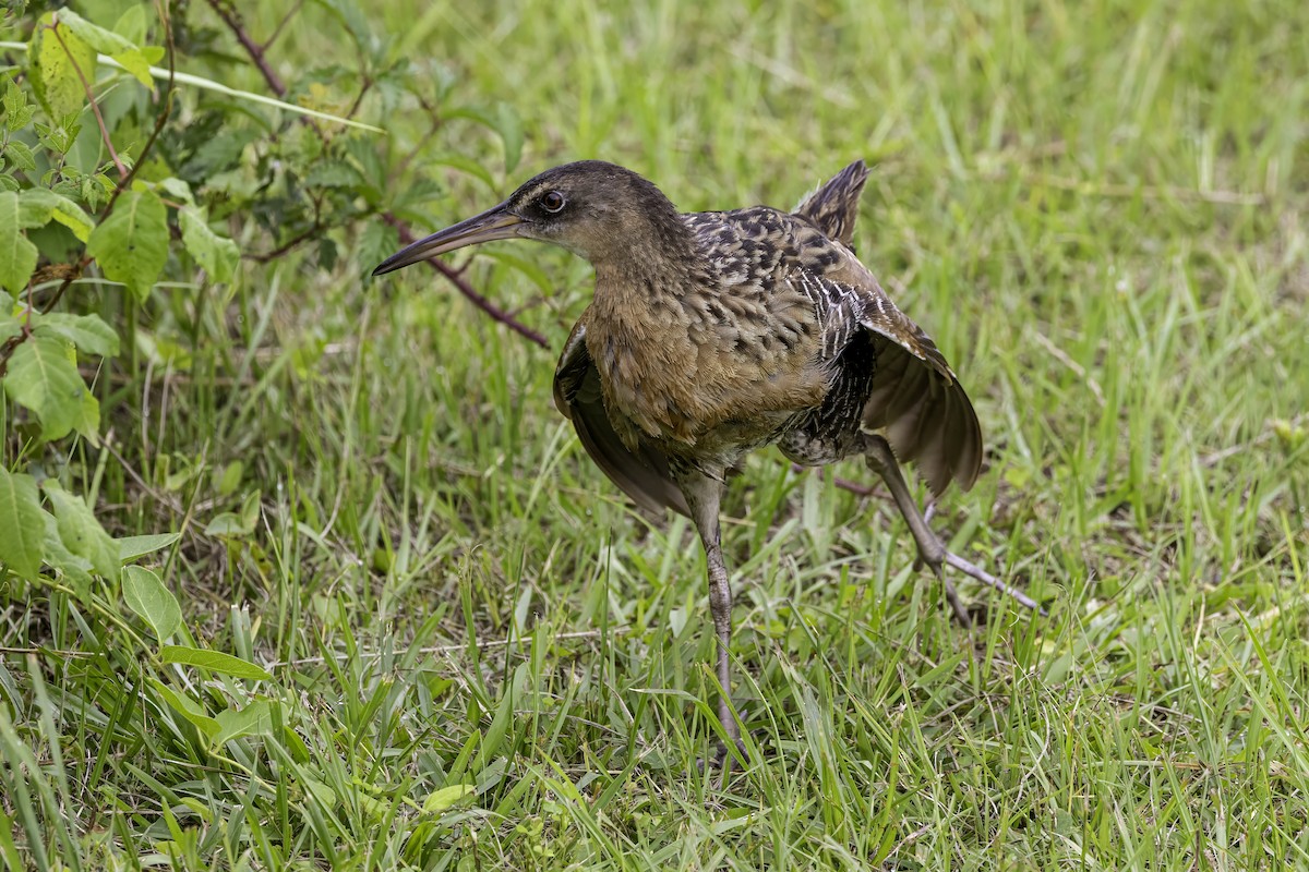 King Rail - ML637497349