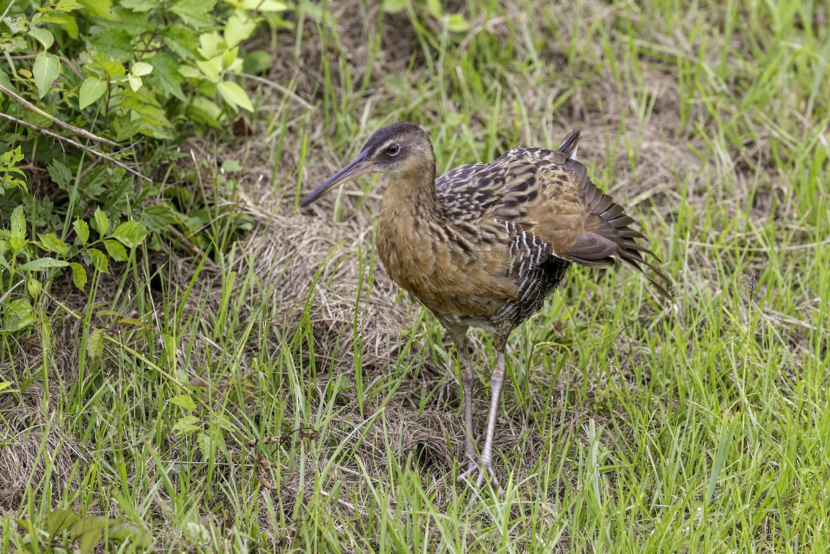 King Rail - ML637497350