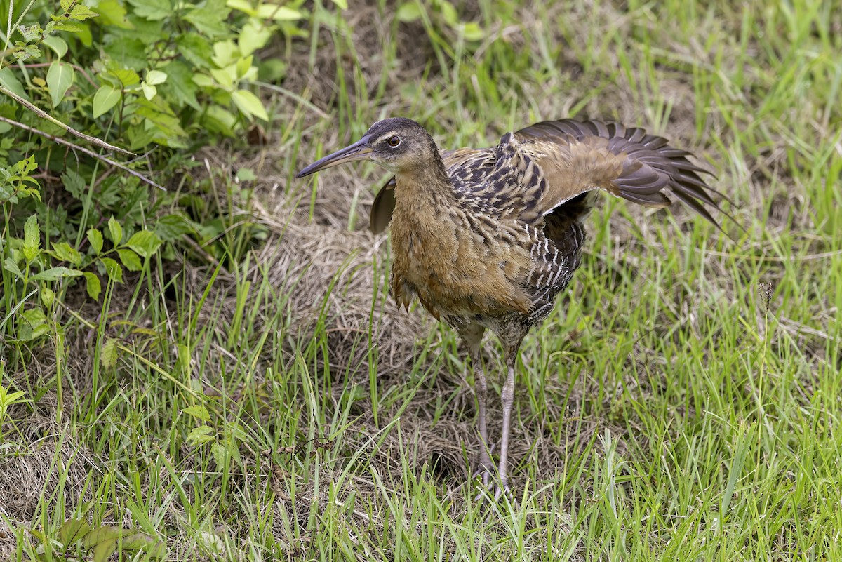 King Rail - ML637497351