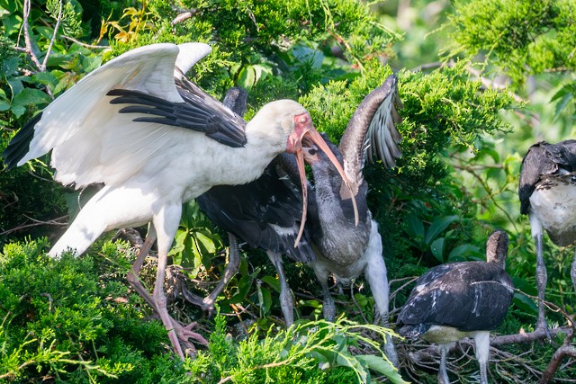 White Ibis - ML637497352