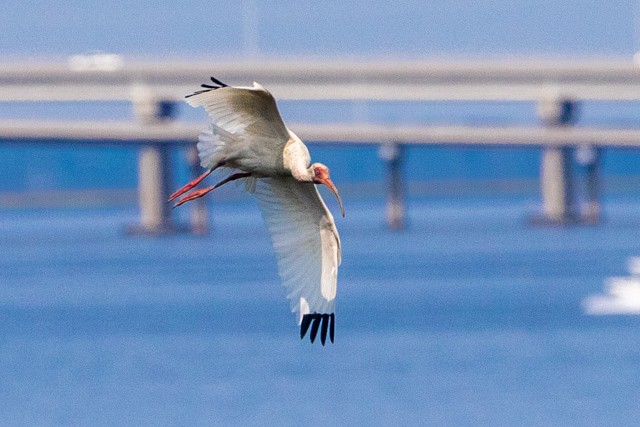 White Ibis - ML637497353