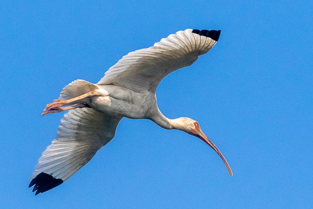 White Ibis - ML637497354