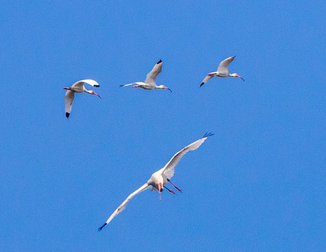White Ibis - ML637497355