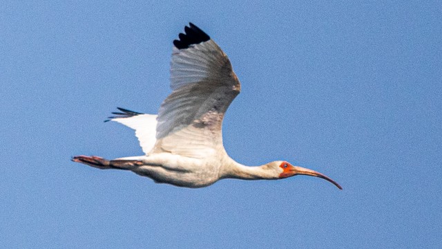 White Ibis - ML637497356
