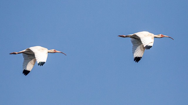 White Ibis - ML637497357