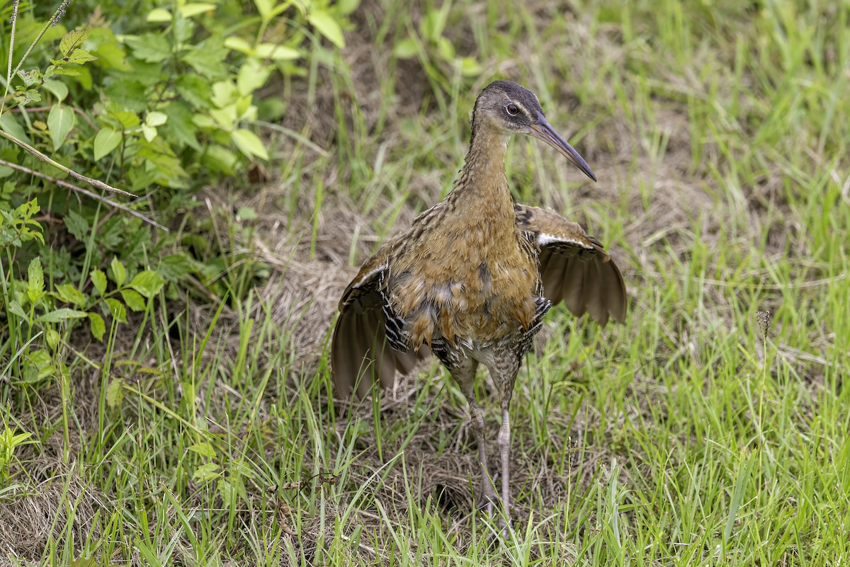 King Rail - ML637497358