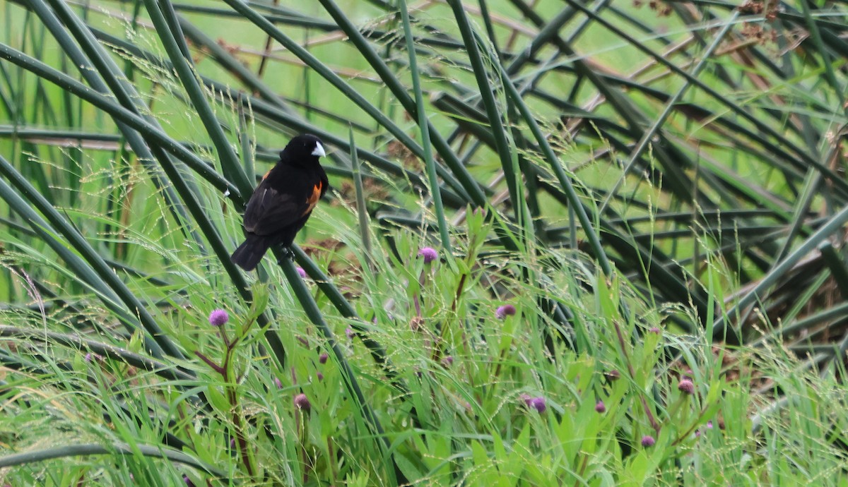 Fan-tailed Widowbird - ML637497361
