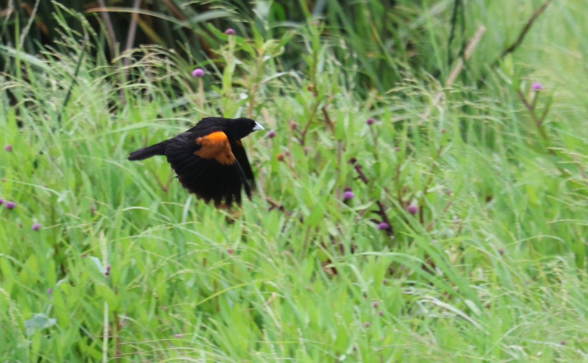 Fan-tailed Widowbird - ML637497362