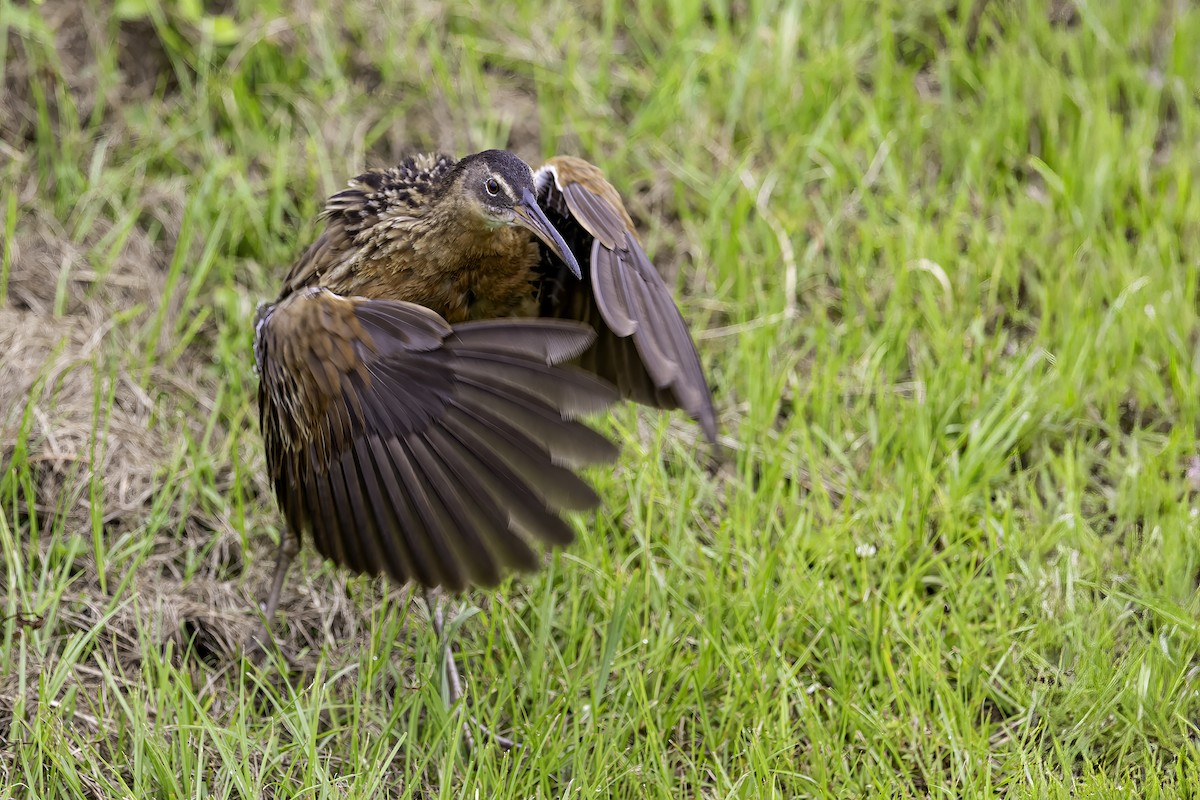 King Rail - ML637497363
